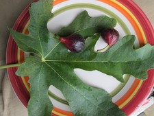 RARE Dall' OSSO, Buzzone Nero & Siyan 208 Fig Cuttings  ! ! !