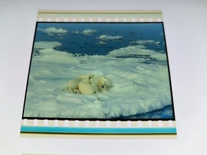 To the Arctic 3D (2012) IMAX 15/70mm film cell from trailer - Picture 1 of 2