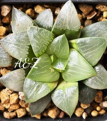 Succulent :Haworthia Bayeri Seedling. 5 Years Old In 3” Pot With Cloud In Leaves - Image 1 of 3