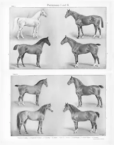 1905 HORSES ARABIAN ENGLISH HUNTER... ENGRAVING ILLUSTRATION PRINT 7 Pages - Picture 1 of 8