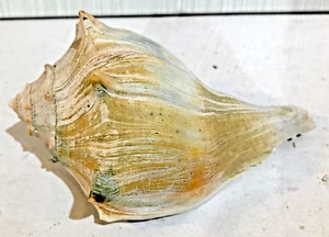 Natural Atlantic Knobbed Whelk Conch Seashell 5" L Seashore Beach Decor Aquarium - Picture 1 of 7