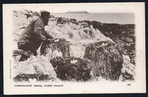 Postcard Farne Islands Northumberland the Cormorants Nests early view by Auty - Picture 1 of 2