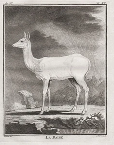 Hirschkuh daine deer Hirsch doe gravure Kupferstich engraving Buffon 1780 - Bild 1 von 1