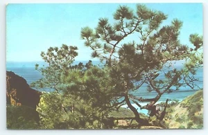 Postcard Torrey Pine Near San Diego California Tour The West With Union Oil Co - Picture 1 of 2