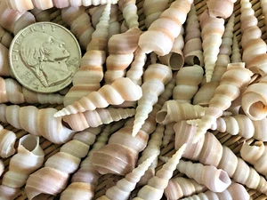50+ KLEINE LILA TURRETELLA MEERMUSCHELN - 1/2 TASSE - TOLL ZUM HANDWERK - Bild 1 von 2