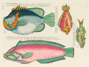 Ilustraciones de peces encontrados en Molucas Indonesia y las Indias Orientales 9 - Imagen 1 de 3