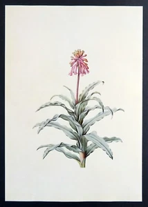 Forest Lily, purple flower, Redoute botanical print, 1986 offset lithograph - Picture 1 of 4