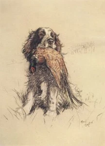 Estampado Cecil Aldin Springer Spaniel, Gundog una docena de perros más o menos - Imagen 1 de 3
