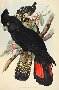 John Gould Native  Birds print black cockatoo painting Vintage Old Australia - Picture 1 of 6