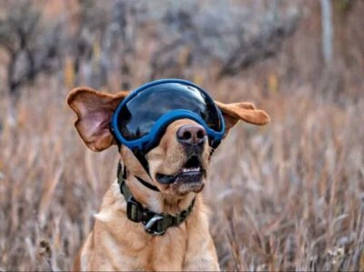 googles para perros rex specs versión 2 talla xl - Imagen 1 de 3