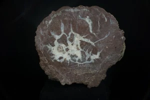 Large Dinosaur Coprolite / Uintah Mountains, Utah / Jurassic Fossil Specimen - Picture 1 of 6