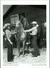 *Missouri Postcard-"The Homestead Riding Stable" /Getting On Saddle/  {G123-S1}