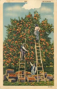 Postcards Florida Orange Grove Pickers Linen 1937 - Picture 1 of 2