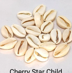 20 x polished genuine natural cowrie shell beads charms T - Bild 1 von 4