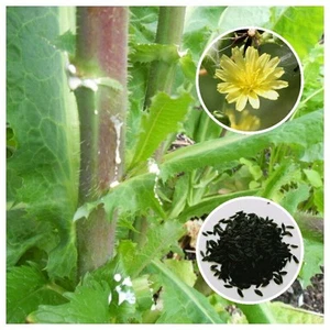 Wild Lettuce (Lactuca virosa) 25+ Seeds *Free International Shipping* - Picture 1 of 6