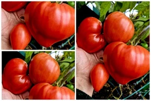 Томат Созвездие Козерог семена Tomate Seeds Samen - Picture 1 of 1