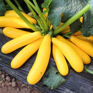 Yellow Straightneck Squash Seeds Summer Golden Zucchini Courgette Vegetable Seed - Picture 1 of 15