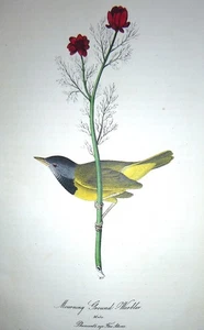 Audubon 1st ed Octavo   MOURNING GROUND WARBLER   Birds of America 1840 original - Picture 1 of 1