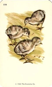 1968 Kindergarten Flash Card Baby Quail #177 Economy Co. Smash Book Scrapbook - Picture 1 of 1