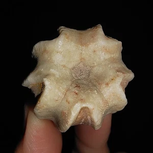05 ECHINODERMATA BLASTOIDE, DELTOBLASTUS TIMORENSIS, DE TIMOR, INDONESIA, 29 MM - Imagen 1 de 8