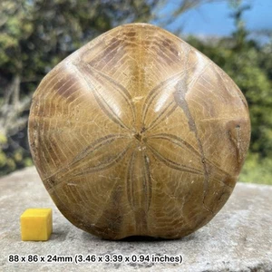 Pygurus Fossil Seeigel aus Madagaskar - Jura Echinoiden Präparat - - Bild 1 von 1
