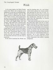 The Welsh Terrier - Custom Matted - Vintage Dog Art Print - "G"
