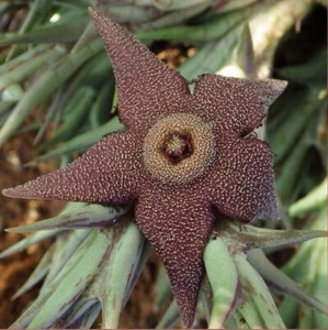 Orbea tapscotii ,large cluster , Phyto available - Foto 1 di 2