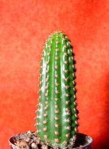Hildewintera Mini Blüte lachsorange 10 cm groß Kaktus - Bild 1 von 1