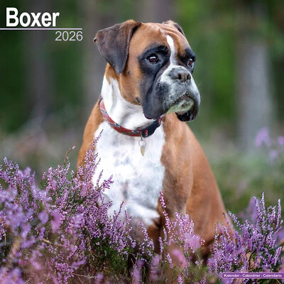 AVONSIDE PUBLISHING LTD Boxer 2026 Calendar | Dog Breed Gift Wall 20% OFF MULTI ORDERS