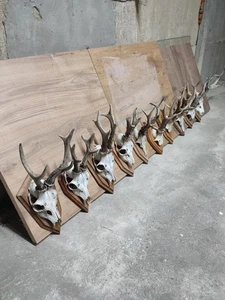 Set 10 Roe Deer Roebuck Skull Antlers Mounted Wooden Shields Trophy Taxidermy  - Picture 1 of 3