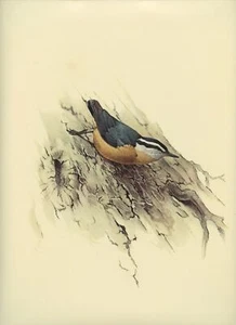 J F Lansdowne RED BREASTED NUTHATCH wild bird illustration 1977 vintage print - Picture 1 of 4