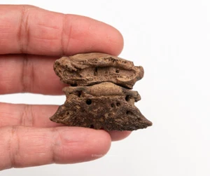 Super Fossil Rhino Hoof and Toe Bone Florida Miocene Fossils   1976 - Picture 1 of 6