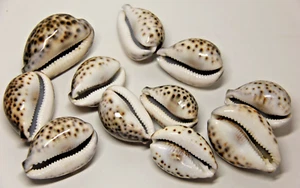 11 Beautiful Tiger Cowrie Sea Shells - Great for Crafting, Display & Collecting - Foto 1 di 11