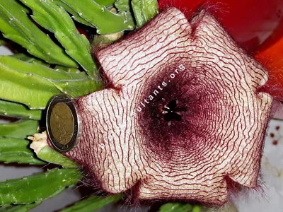 Stapelia gigantea - Immagine 1 di 4