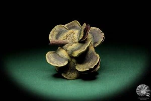 Banksia laricina Australia árboles de plata recientes frutos secos frutos secos - Imagen 1 de 5