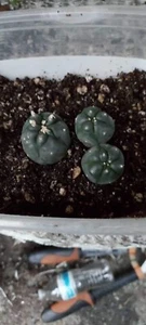 Astrophytum Asterias Cactus Large 2 inch Arrangement Sand Dollar Cacti #1543 - Picture 1 of 2