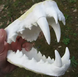 Maschera lupo mannaro pelliccia mascelle denti fusi tassidermia NUOVA ri-scolpita! - Foto 1 di 5