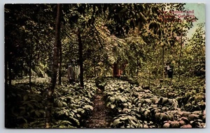The Cumberland Ginseng Gardens Winchester Tennessee TN c1910 Postcard - Picture 1 of 2