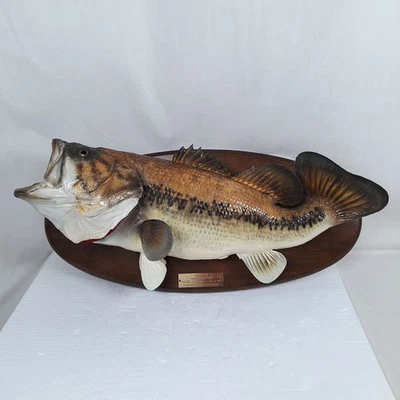 Caught in 1976 LARGE MOUTH BASS Taxidermy Mounted on Wood Fish is 22" Long - Image 1 of 4