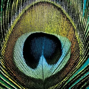 20 Servietten "Paradise Peacock" Pfau*große Pfauen-Feder*33x33*Landhaus Vogel - Bild 1 von 1