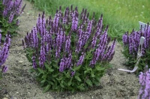 Salvia del Bosque - Clary de los Balcanes - Salvia nemorosa - Más de 100 semillas - ¡Herencia! F 142 - Imagen 1 de 1