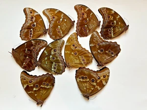 10 Morpho didius in A1 condition - Picture 1 of 3