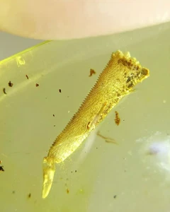 Fósil Cretácico Ámbar birmano Burmita Lagarto Insecto Cola Ámbar Fósil Myanmar - Imagen 1 de 8