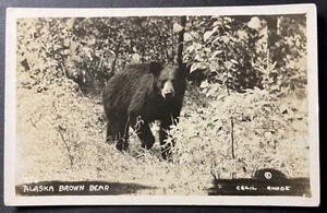 Oso pardo de Alaska Alaska RPPC Cecil Rhode - Imagen 1 de 2