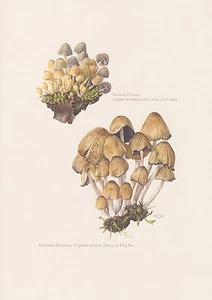 Glimmer-Tintling Coprinus micaceus Farbdruck von 1965 Mykologie Pilze Fungi - Bild 1 von 1
