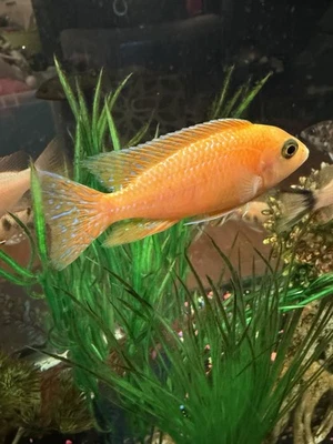 10 Young African Cichlids Colony (5 Red Top Hongi, 5 OB Peacock) - 10 Pack - Image 1 of 4