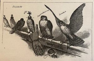 1892 Falconry Antique Wood Engraving Sparrowhawk Hobby Birding Birdwatching - Picture 1 of 1