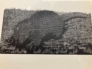 1928 IMPRESIONANTE Grabado B&W: GRAN ARMADILLO Mamífero Genuino De Colección NO REPRO - Imagen 1 de 2