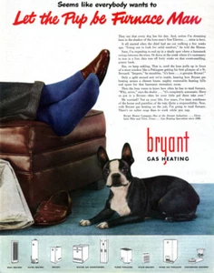 Boston Terrier Hund Bryant Gasheizung ganzseitig 1947 Farbmagazin Druckanzeige - Bild 1 von 1