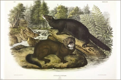 Póster artístico ilustración vintage de visón de John James Audubon 20x30 Foto 1 de 1